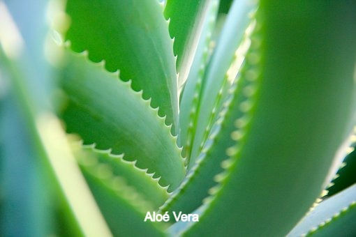 Miniature : Acné Boite de 100 gélules bio