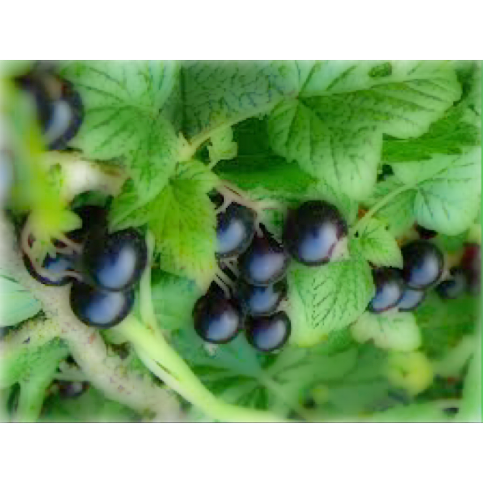 Miniature : Confort oculaire boite de 100 gélules Bio