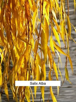 Miniature : Règles abondantes & douloureuses boite de 100 gél