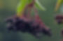 elderberry-tea-06.jpeg