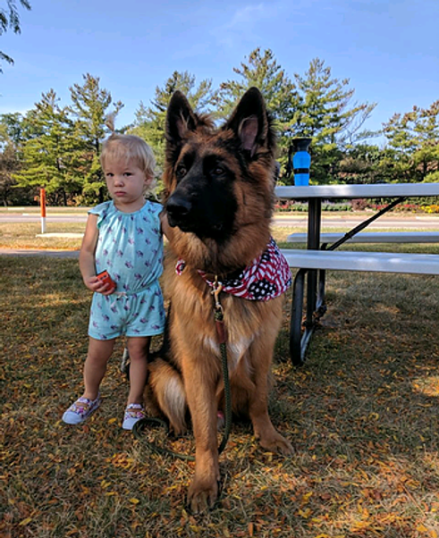 german shepherd puppies quad cities