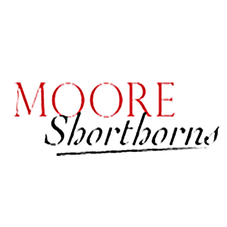 Moore Shorthorns Missouri Shorthorn A moore-shorthorns-missouri-shorthorn-a