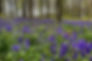 Ackender Bluebell Walk