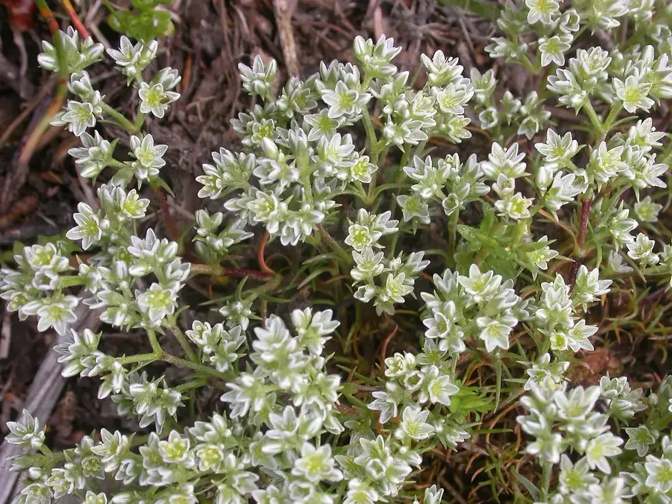 Flacon de Fleur de Bach Scleranthus numéro 28, utilisé pour apaiser l’indécision et renforcer la stabilité intérieure.