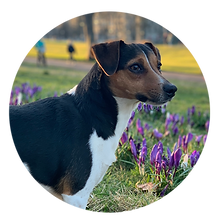 1 Dog in a circle.png