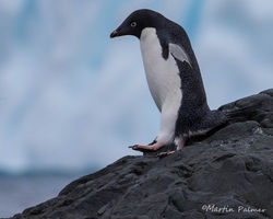 Adélie Penguin