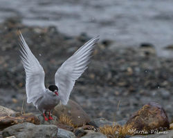 Antarctic Terns