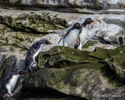 Rockhopper Penguins