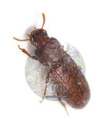 Benefits of Using Confused Flour Beetles for Jumping Spiders