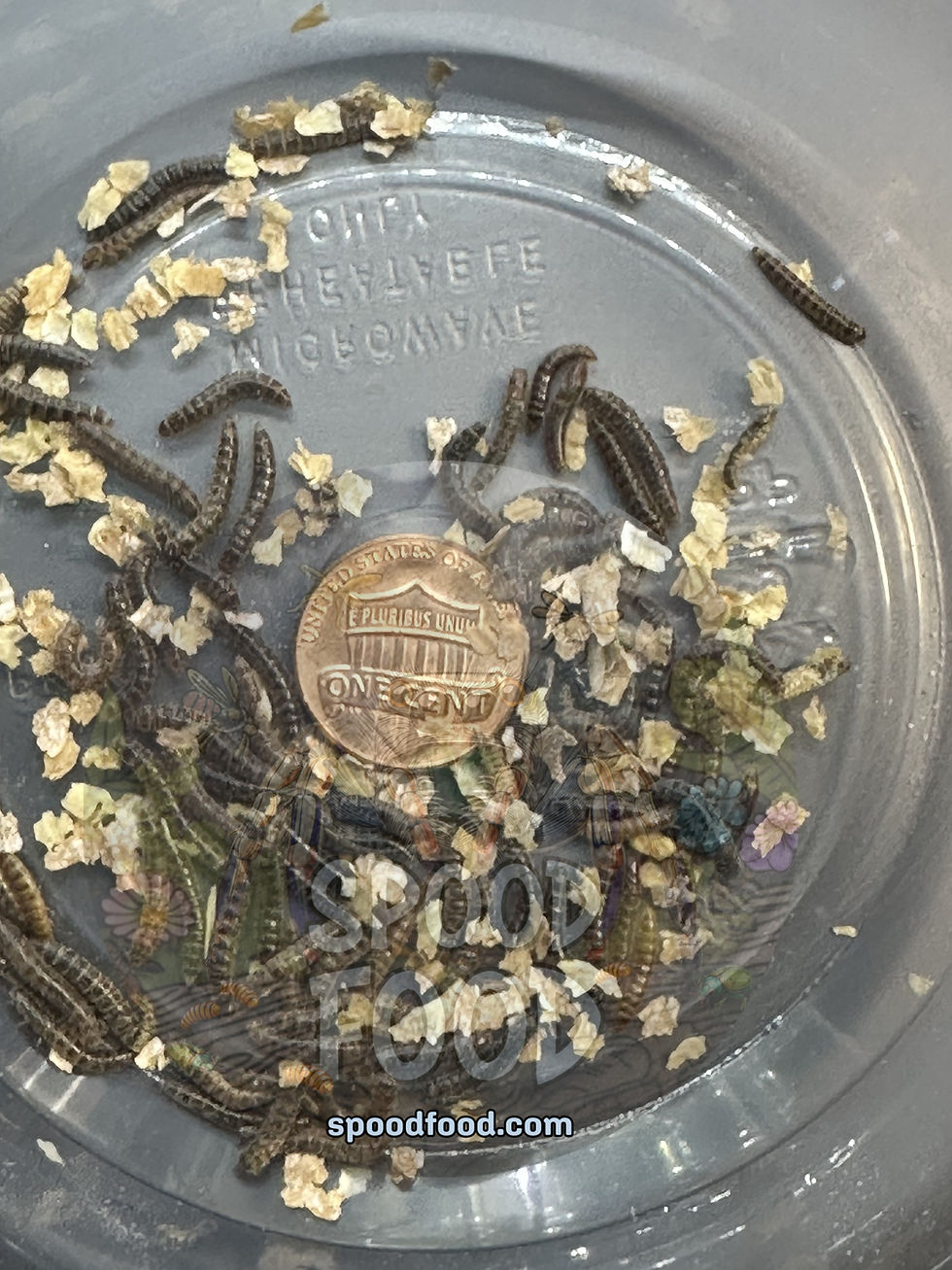 Lesser Worms - Buffalo Beetle Larvae (retail)