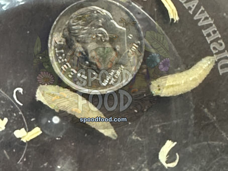 Storing Bottle Fly Spikes for Maximum Longevity