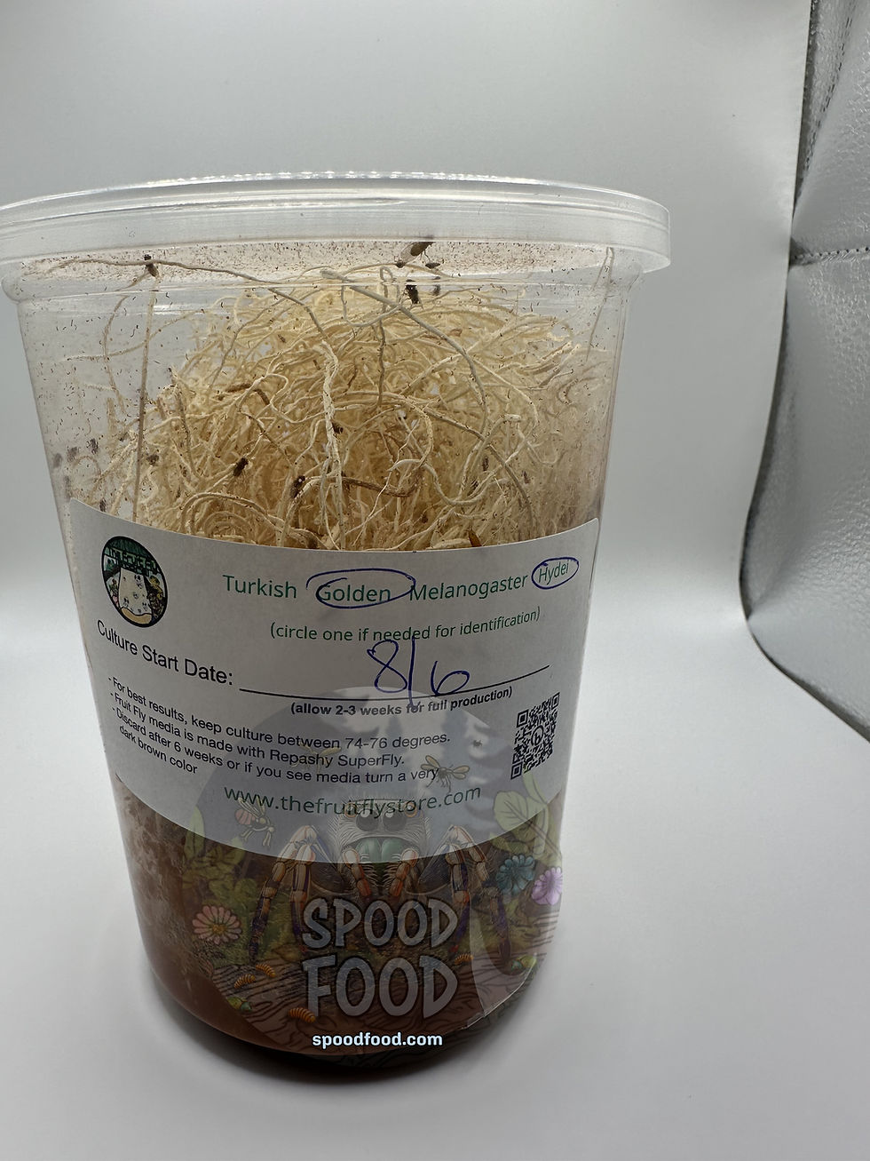 Hydei (Golden) LIVE Fruit Fly Culture (retail)