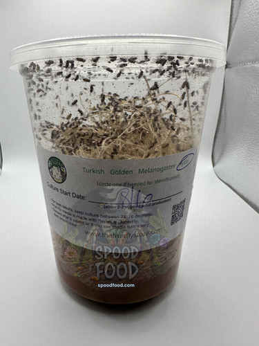 Hydei (Black) LIVE Fruit Fly Culture (retail) | Spood Food