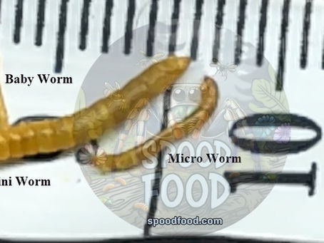 Storing Mealworms for Maximum Freshness and Longevity