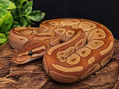 Ball Python.png