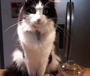 L'oustaou du bodo ikky.jpg