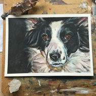 Watercolour pet portrait of a black and white border collie