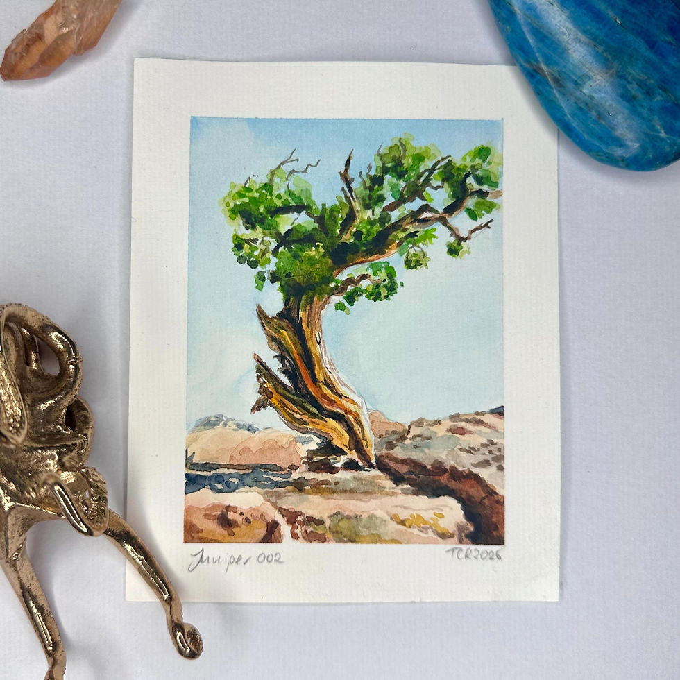 Desert Juniper No. 2 - Original miniature watercolour botanical painting of a resilient desert tree by Tracy Christina