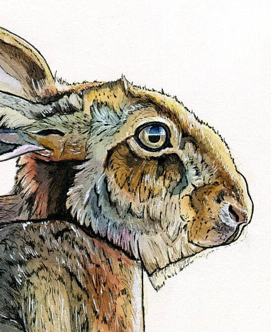 Thumbnail: A Little Less - Original watercolour and ink painting of a woodland hare sitting next to purple mushrooms by Tracy Christina