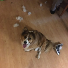 A brown and white border collie sits on a wooden floor, surrounded by the toy she has ripped apart