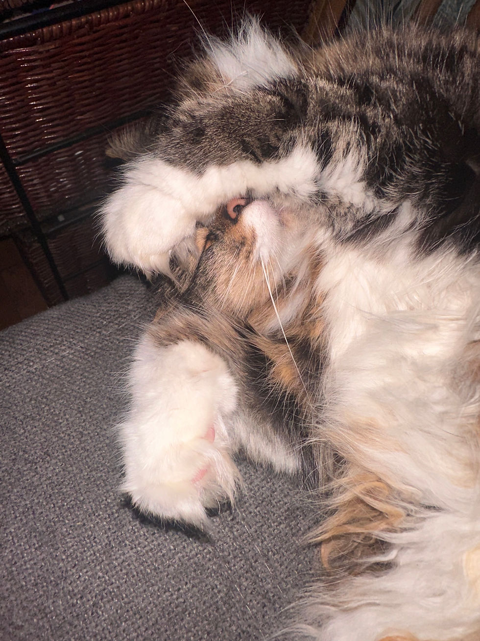 Fluffy tabby cat sprawls on a gray couch, covering its face with paws in a cozy, sleepy pose.