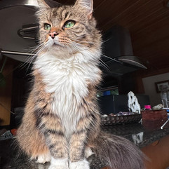 a long haired tabby cat sitting majestically and looking to the left
