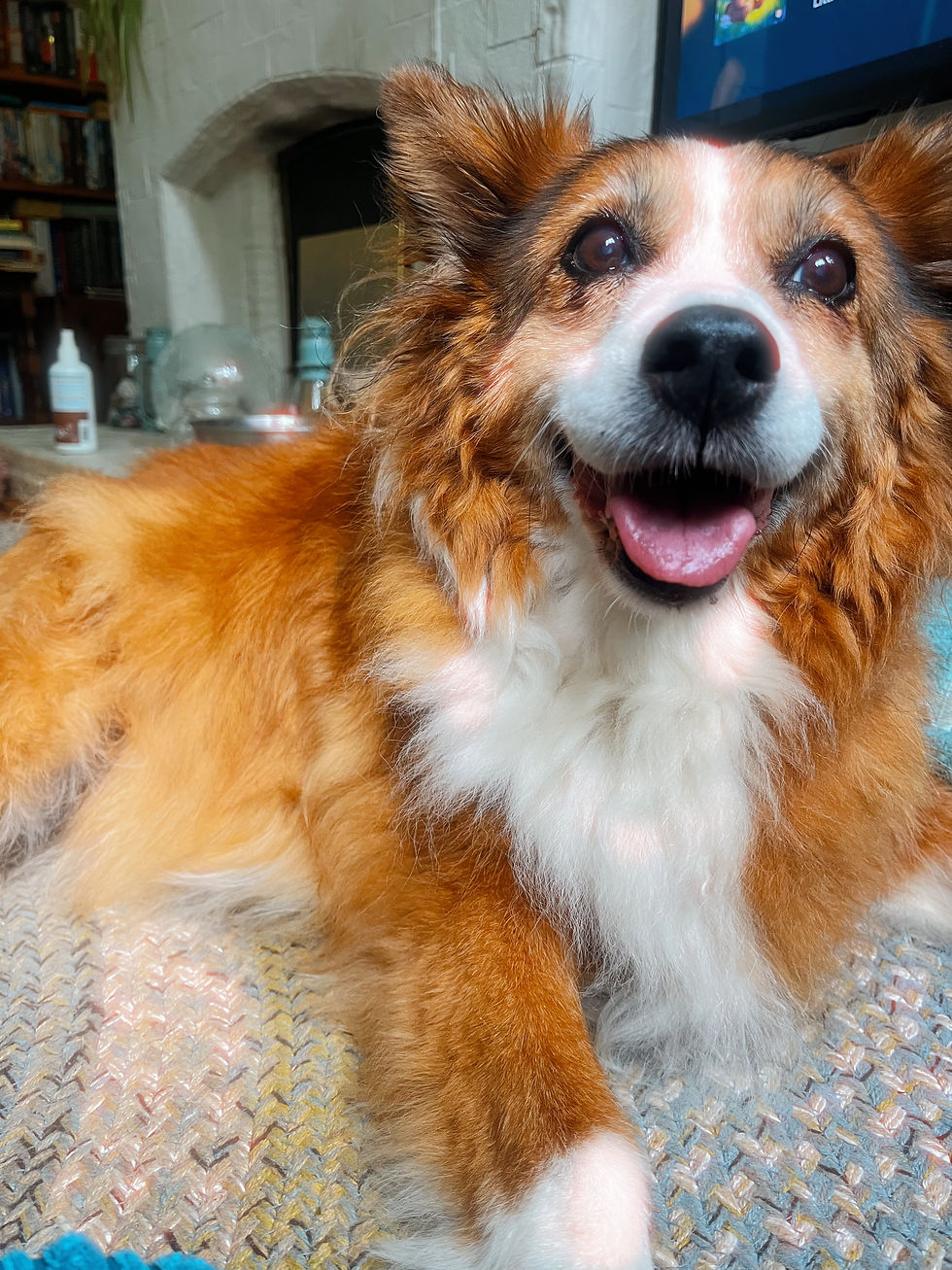 A photograph of a red and white border collie dog.