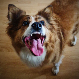 photo of a red and white border collie dog standing on a wooden floor, showing her teeth in a comical grin