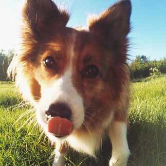 Ginger and white border collie walking towards me through the grass and licking her nose