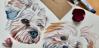 Watercolour and ink pet portrait of Max, young and old