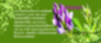 CHLOROPHYLL,คลอโรฟิลล์,น้ำคลอโรฟิลล์,มะเร็ง,เบาหวาน,ความดัน,ภูมิแพ้png