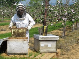 Collecting honey from hive