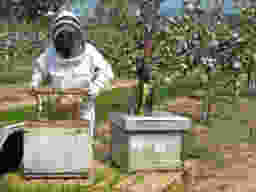 Collecting honey from hive