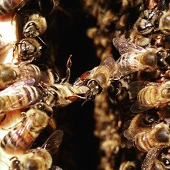 Bees producing honey in hive