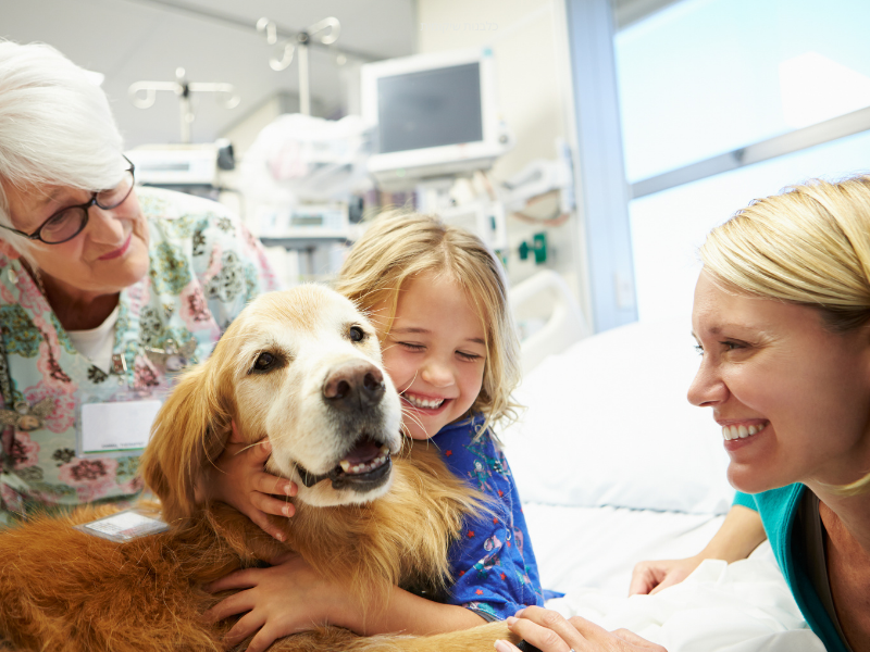 כלבנות שיקומית- למה דווקא כלבים מצליחים לפתוח את הלב?