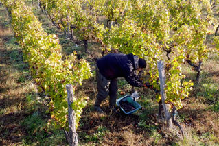 3D列印園藝─水果採收器