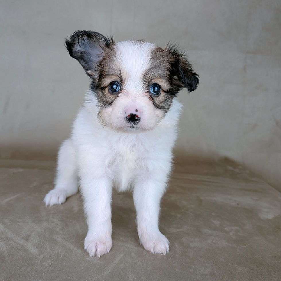 カメラを見つめる白茶のパピヨン 子犬