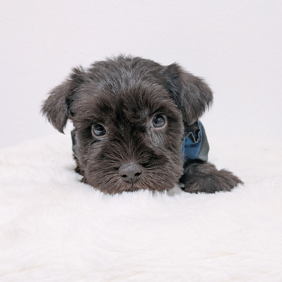 白い布の上に伏せる茶色いミニチュアシュナウザーの子犬