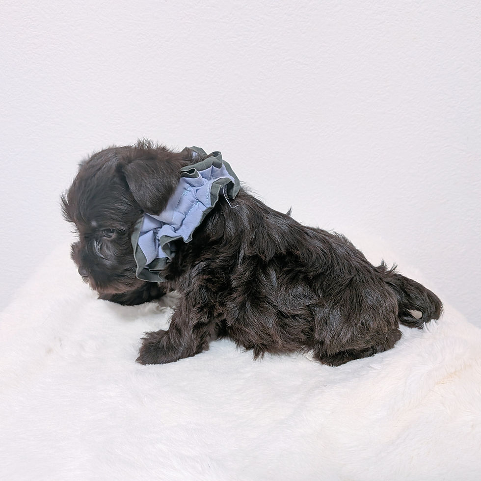 青色のリボンをつけた茶色のミニチュアシュナウザーの子犬