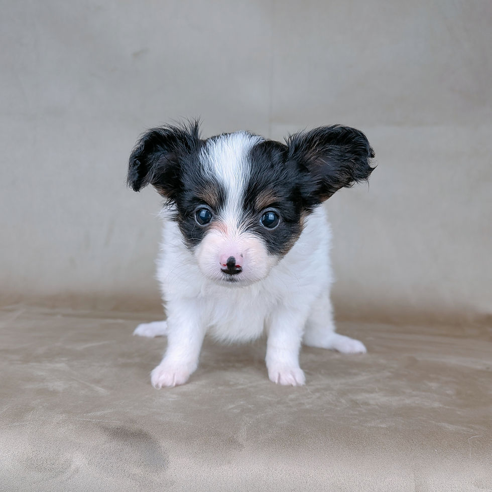 正面を向いて座る白黒模様のパピヨンの子犬