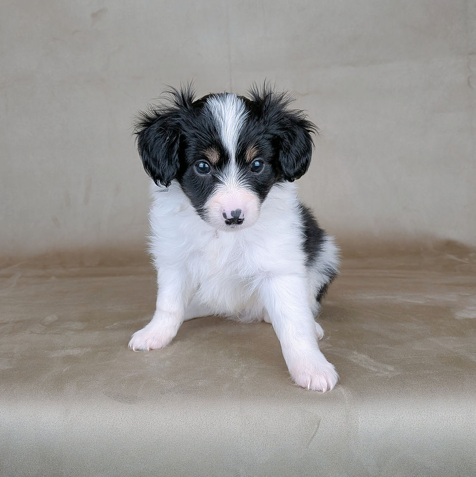 正面を向いてお座りをする白黒模様のパピヨンの子犬