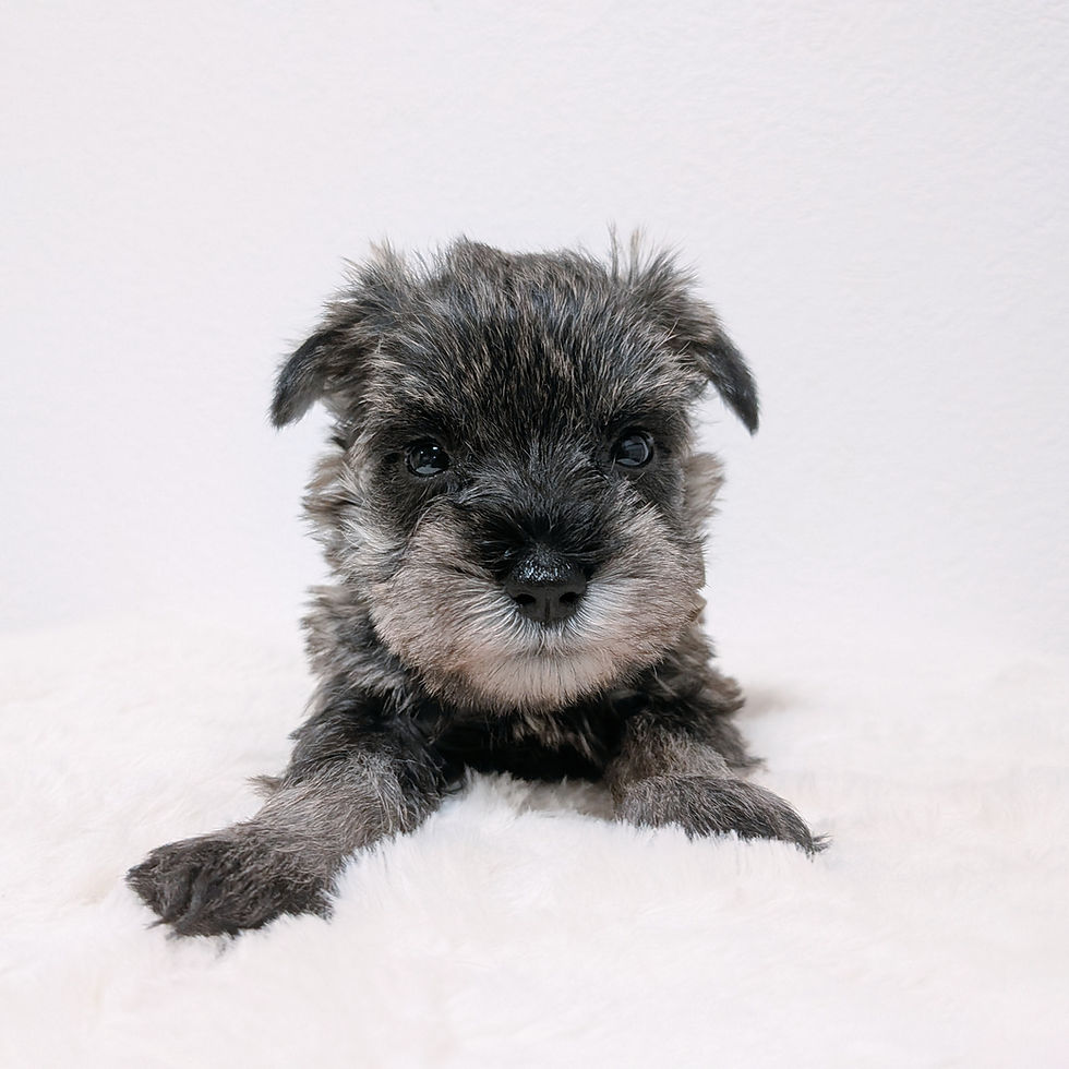 正面を向いて伏せているミニチュアシュナウザーの子犬