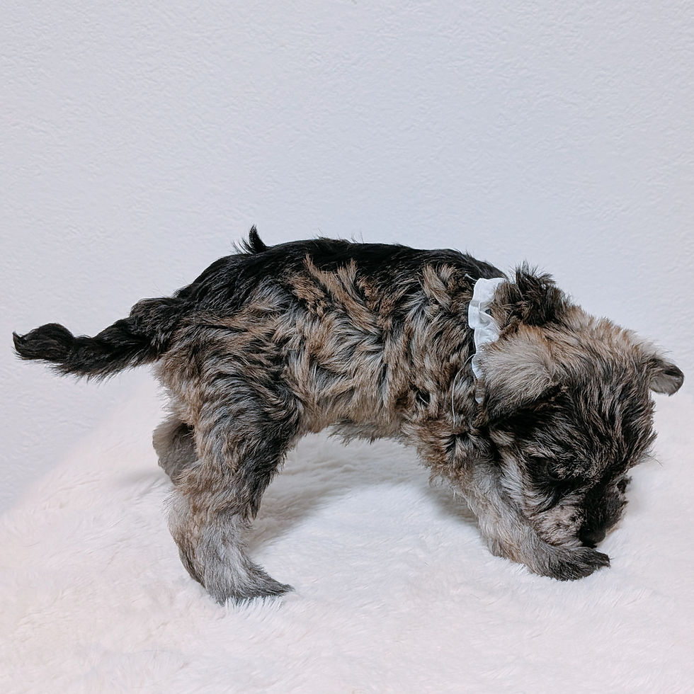 下を向いて歩くミニチュアシュナウザーの子犬