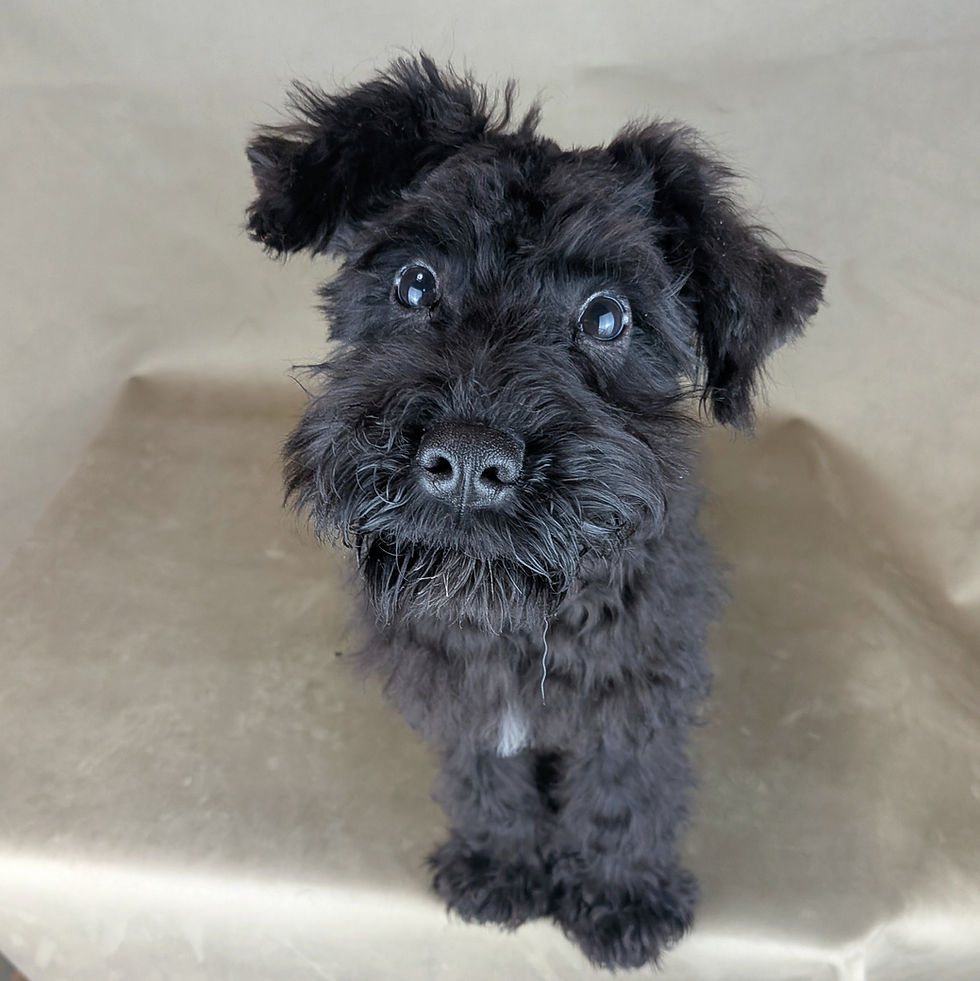 こちらを見つめる黒いミニチュアシュナウザーの子犬