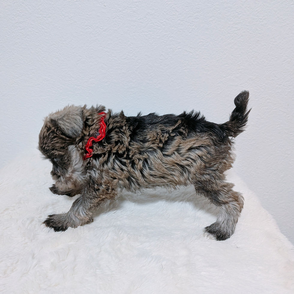 赤い首輪をつけたミニチュアシュナウザーの子犬の横姿