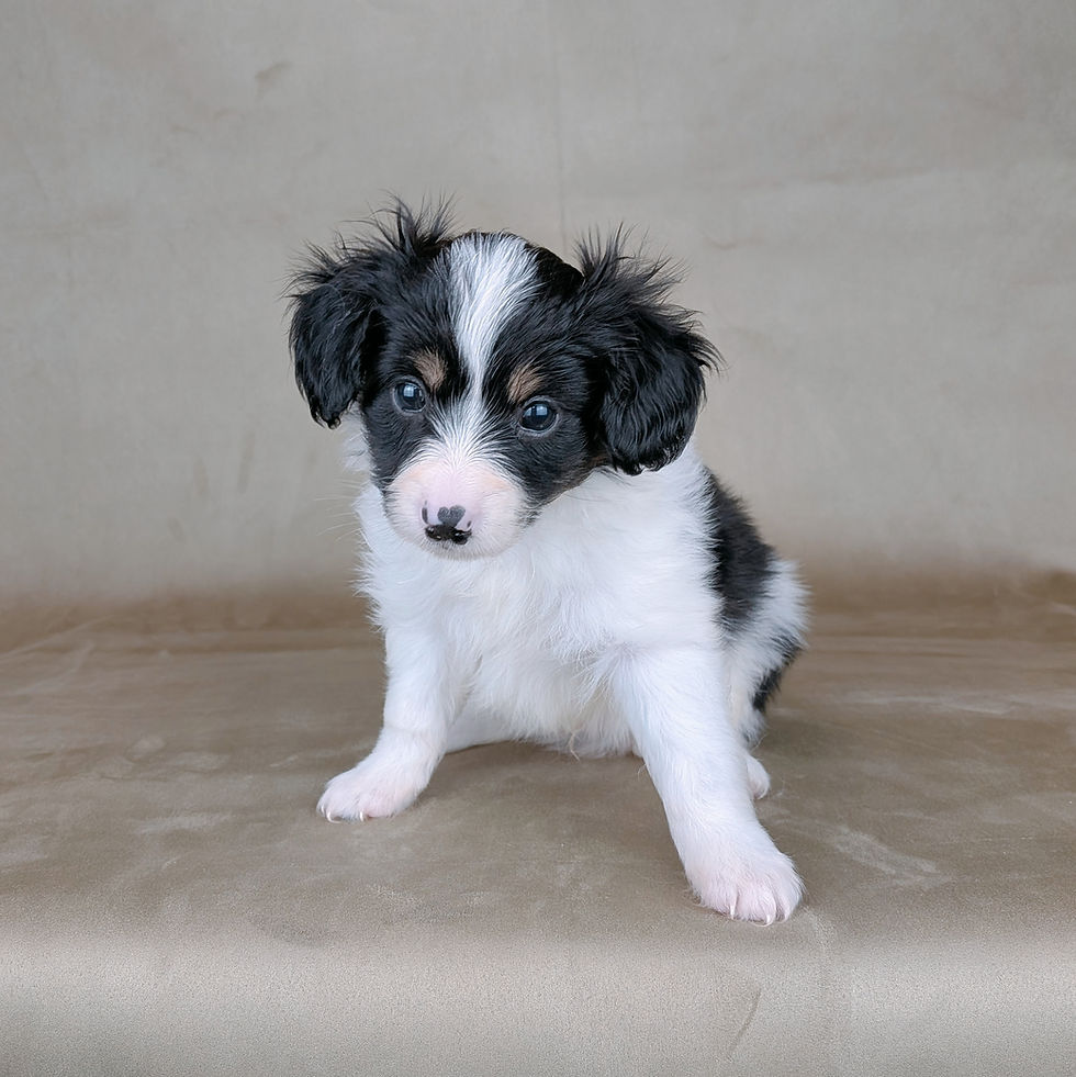 正面を見つめて座る白黒のパピヨンの子犬