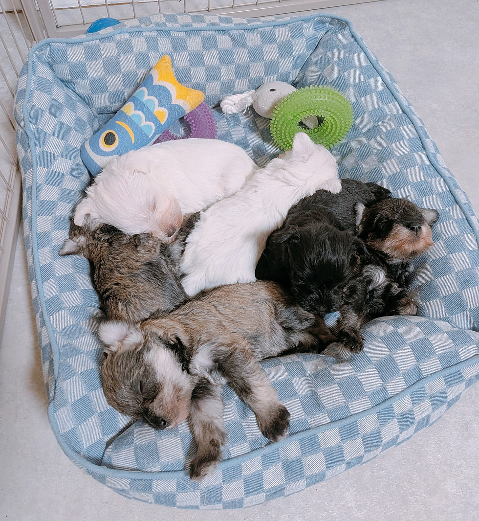 のびのび育つ子犬たち