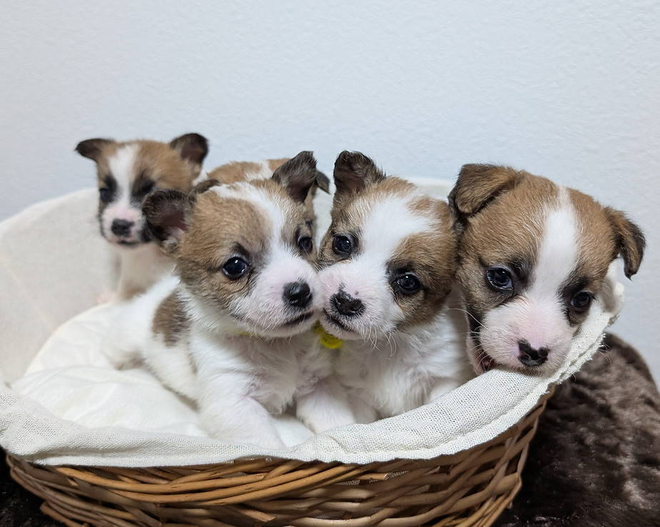 ジャックラッセルテリアの子犬たち