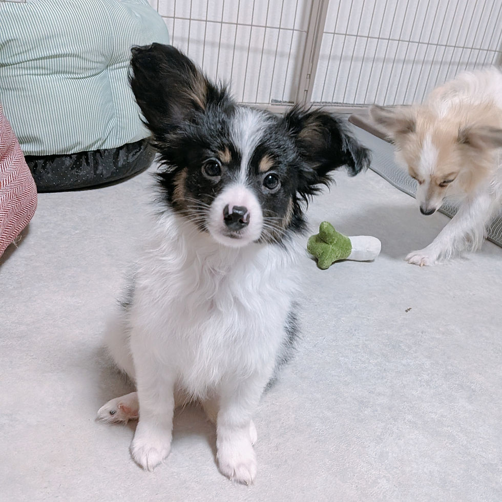 お座りをしてこちらを見つめるパピヨンの子犬