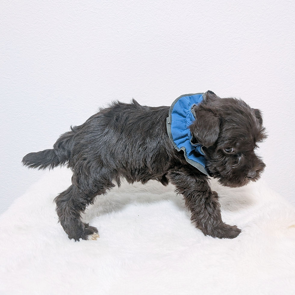 青いフリルを首につけた茶色いミニチュアシュナウザーの子犬